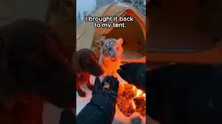 🐅❤️ Raising an Orphaned Tiger Cub After Losing Its Mother #tiger #rescue #SHORTS