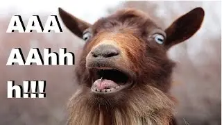 CABRAS gritando RECOPILACI&Oacute;N de las MAS GRACIOSAS