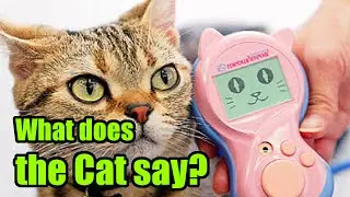 'What Does The Cat Say?' (cover 'What Does The Fox Say')