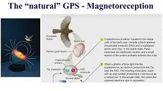 Quantum Biology