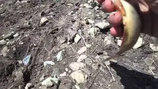 рыбалка на храмулю.озеро Алгети.Грузия