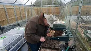 Sowing in February - brassicas, chard, spring onions, broad beans