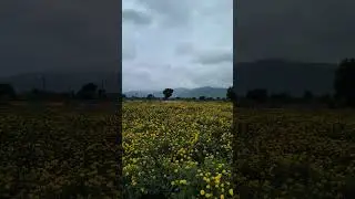 Water for paddy fields | Rains in time | Farmers happy from Rayalaseema