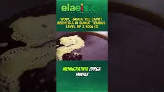 Wow, Harga TBS Sawit Bermitra di Sumut Tembus Level Rp 3.500/Kg