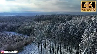 Forest in the Snow (Targnon - Belgium) - Drone footage Ultra HD 4K