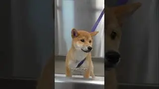 Two adorable puppies get their first bath