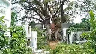 MAHAL NA ARAW sa Sementeryo!!! || Nagsilabasan ang mga...