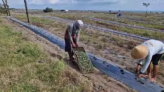 PRE-PLANTING PROCESS! ORGANIZING WATERMELON SEEDLINGS BY HAND - Agriculture Farming