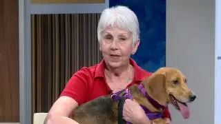 Shelter Sunday 4/2/17: Meet Shiloh