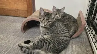 Non-profit looking to buy building in order to continue cat rescues