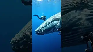 Removed Barnacles from a Whale and Here's What Happened
