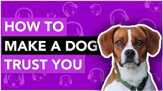 How to Make a Dog Trust You - A Full Guide
