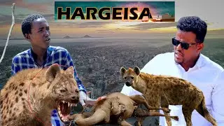 Nin Geel Jire Ah oo Hargeysa Dhexdeeda Geelii Sii Waraabe Kaga Cunay Iyo Dhibaato Wayn oo Hadda