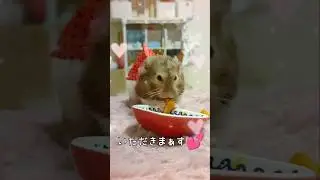 🐹風ちゃんのほっぺ💖ハムスター hamster 可愛い おやつ もぐもぐ💕