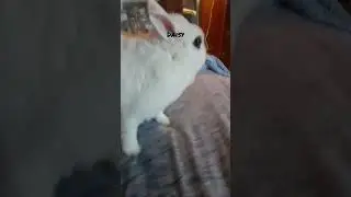 Daisy a week before Christmas