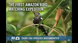 The Amazon Birding Expedition: Documenting 200+ Species on Our First Expedition