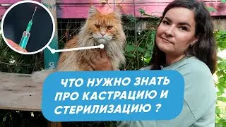 Кастрация и стерилизация кошек. Как подготовить питомца? Когда лучше проводить операцию?