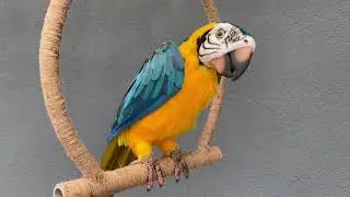 2021 Tiki Bird - Sample audio