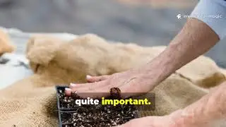 The Cardboard Trick That Made My Soil Feel Like Cake