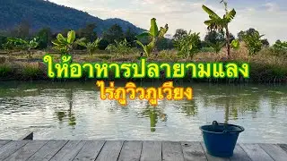 ให้อาหารปลายามแลง