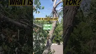 You've never seen a cheap rope used like this for tree work #arborist #tree #fail