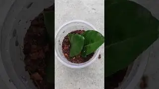 Growing Jasmine Plant with Leaf #justatry #jasmineplant #gardening #shorts
