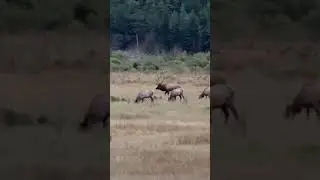 It&rsquo;s #always #exciting #finding #elk #harem #bull #cow #wildanimals #colorado #2025 #shorts #daytrip