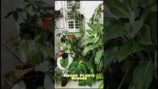 Very Important Weekly Maintenance Routine For The Indoor Plants! #gardening #plants #shower