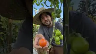 Vine Ripened Tomatoes Aren't What You Think...
