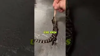 Baby Alligator's First Death Roll 🐊 #shorts