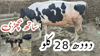 Friesen Jersey Cross Cow For Sale In Pakistan (03001921999) #geoanimaltv 19 November 2025