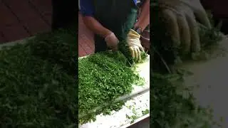 El Camino Real Cilantro Bae (Twitter Viral)