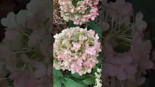 Гортензия БОБО Романтичный кустарник