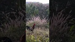 Wild chicken trap