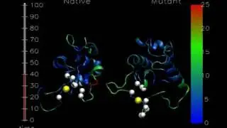 lysozyme