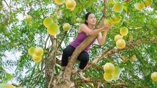 Harvesting Strange Rock-Hard Fruit with Black Flesh Everyone Is Hunting For | Emma Daily Life