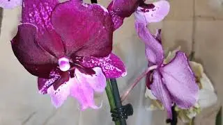 🌺ОРХИДЕИ МОИ ПОКУПКИ🌺#ОРХИДЕИ #ЭПИЦЕНТРbeautiful orchid # my beautiful orchid#