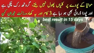 🔴homemade free organic fertilizer for Jasmine plant|motiya plant