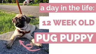 A DAY IN THE LIFE OF A 12 WEEK OLD PUG PUPPY | The exciting life of Tucker the Pug!