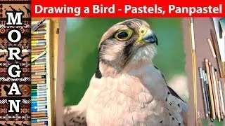 Drawing a bird with pastel pencils and Panpastel Jason Morgan wildlife art