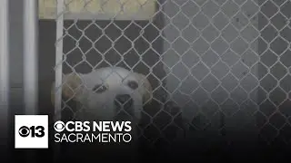 Turlock Animal Shelter temporarily shuts down adoptions, intake after kennel cough outbreak
