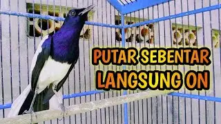 PUTAR SEBENTAR LANGSUNG ON AMPUH BIKIN KACER EMOSI  !! PANCINGAN KACER GACOR PASTI NYAUT AMPUH.