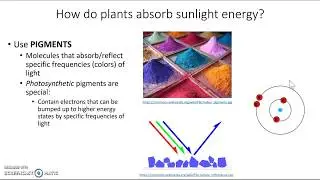 Introduction to Photosynthesis