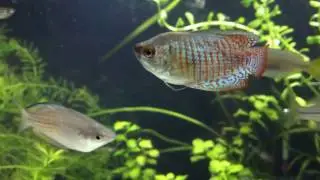 40 Gallon Community Tank