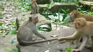 Cute baby monkey in Savana group
