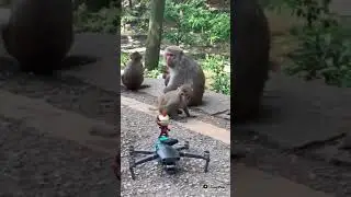 monkey with drone camera