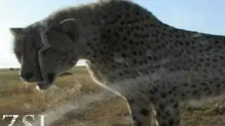 Wild cheetah encounter