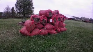 Frugal farming at its finest!!!  Using grass clippings to feed goats.