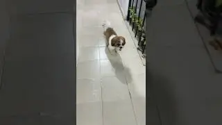 @ShihTzu_Diaries #youtubeshorts #viral #doglover #shitzu