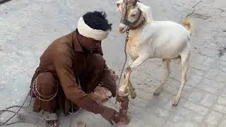 Human Training White Goat